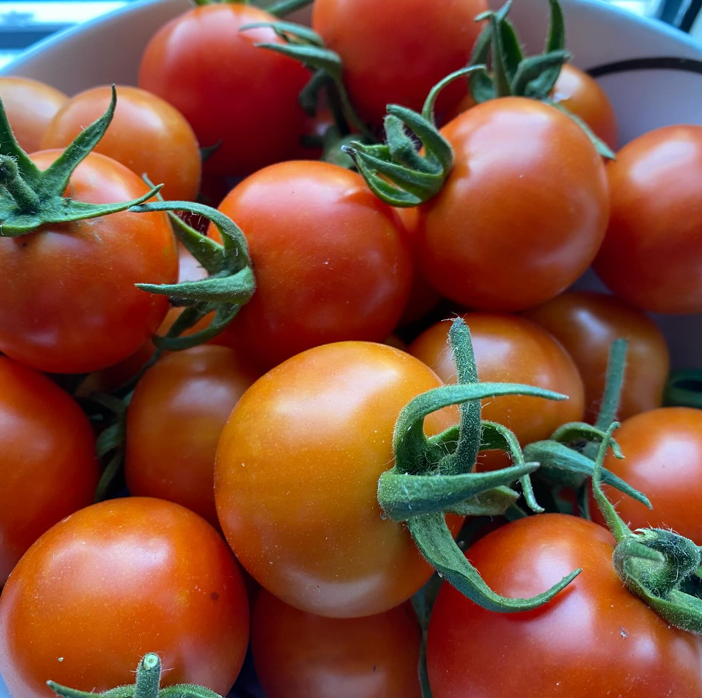 #tomaten #biologisch #moestuin