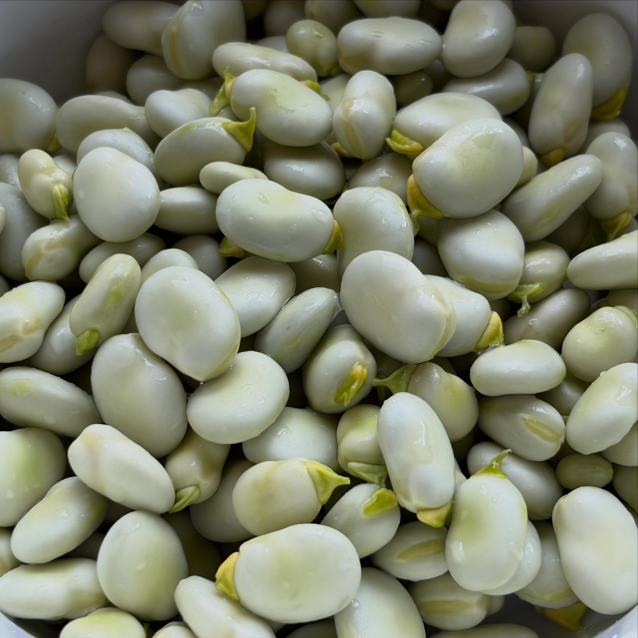 #tuinbonen #moestuintje